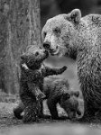 446 - BEAR WITH CUBS - SULOEV ALEXEY - russian federation <div